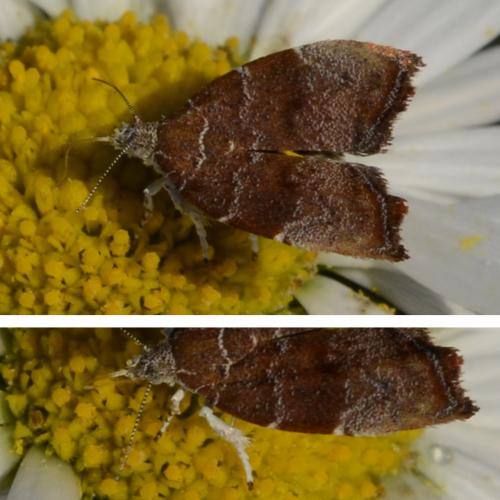 Réf. 279 796 : Choreutis nemorana